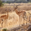 Impala - Okavango Delta - Moremi N.P.