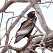 Bateleur Eagle - Okavango Delta - Moremi N.P.