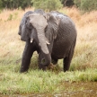 Elephant - Okavango Delta - Moremi N.P.