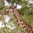 Giraffe at Okavango Delta - Moremi N.P.