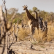 Giraffe at Okavango Delta - Moremi N.P.