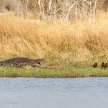 Crocodile - Okavango Delta, Africa