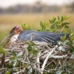 Maribou Stork - Okavango Delta - Moremi N.P.