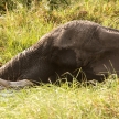 Elephant - Okavango Delta, Africa