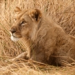 Lion - Okavango Delta - Moremi N.P.