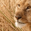 Lion - Okavango Delta - Moremi N.P.