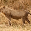 Lion - Okavango Delta - Moremi N.P.