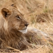 Lion - Okavango Delta - Moremi N.P.
