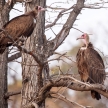 Vulture - Okavango Delta - Moremi N.P.