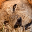 Lion - Okavango Delta - Moremi N.P.