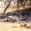 Cheetah - Okavango Delta - Moremi N.P.