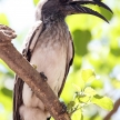 African Grey Hornbill - Okavango Delta - Moremi N.P.
