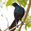 Meve's Longtailed Starling - Okavango Delta - Moremi N.P.