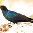 Meve's Longtailed Starling - Okavango Delta - Moremi N.P.
