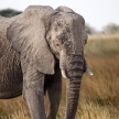 Elephant - Okavango Delta - Moremi N.P.