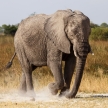 Elephant - Okavango Delta - Moremi N.P.
