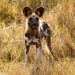 Wild Dog - Okavango Delta - Moremi N.P.