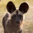 Wild Dog - Okavango Delta - Moremi N.P.