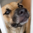 Dog Guarding