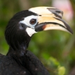 Hornbill Bird