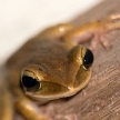 Frog - Khao Sok N.P.