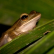 Frog - Khao Sok N.P.