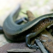 Lizard - Khao Sok N.P.