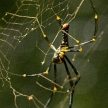 Spider - Khao Sok N.P.