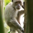 Khao Sok N.P.