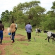 Cows - Uganda, Africa