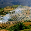 Rice Fields, Vietnam