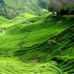 Tea Plantation, Malaysia