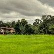 Rice Fields - Laos