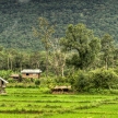Rice Fields - Laos