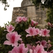 Pink Flowers - Fortaleza de Guia, Macau