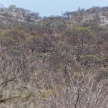 Etosha Safari Park in Namibia