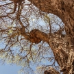 Tree in Etosha Safari Park in Namibia