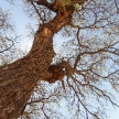 Tree in Etosha Safari Park in Namibia