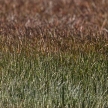 Vegetation at Ramsar Area - Walvis Bay