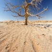 Dead Tree at Sossusvlei, Namibia