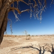 Dead Tree at Sossusvlei, Namibia