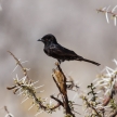 Fork-Tailed Drongo - Etosha Safari Park in Namibia