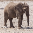 Elephant - Etosha Safari Park in Namibia
