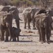 Young Elephant - Etosha Safari Park in Namibia
