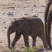 Young Elephant - Etosha Safari Park in Namibia