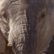 Elephant - Etosha Safari Park in Namibia