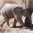 Young Elephant - Etosha Safari Park in Namibia