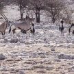 Oryx - Etosha Safari Park in Namibia