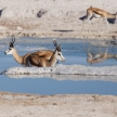 Springbok - Etosha Safari Park in Namibia