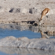 Springbok - Etosha Safari Park in Namibia